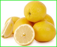 Benih Jeruk lemon Import - Bibit Jeruk lemon Import - Biji Jeruk lemon Import -Buah Lemon Import - Benih tanaman Buah Lemon Import - Bibit Pohon Buah Lemon Import - Buah Jeruk Lemon Import - Jeruk lemon - COD