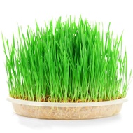 Wheat grass seeds250g
