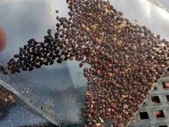 เมล็ดถังเงิน ถังทอง มิกซ์ เมล็ด ถังเงินถังทอง ถังเงินและถังทอง Seed Cactus แคคตัส กระบองเพชร ไม้อวบน้ำ ไม้กราฟ ราคาถูก