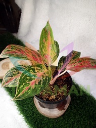 Aglaonema Widuri Red Peacock Remaja (25 cm / 6-9 Helai Daun)