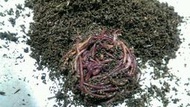@ 天然呆有機質產品 @ 紅蚯蚓/歐洲紅/太平2號(買200隻送100隻,下標處)
