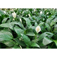 Peace Lily Spathiphyllum House Home Indoor Potted Plant