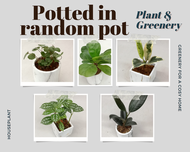 [Houseplant] Indoor house plant selection potted in cement pot (Random shape and design. No choosing, Plant can come with blemishes) #ficus #begonia #pilea #alocasia #philodendron #satin pothos #peperomia