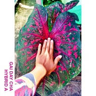 GAI DAY CHA HYBRID A CALADIUM THAI LIVE PLANT or BULB CUTTING 彩叶芋植物 或切片