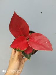 Tanaman Hias Aglaonema Suksom Jaipong / Aglonema Suksom Jaipong