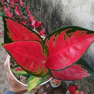aglonema suksom mangkok