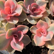 Hot Sale ไม้อวบน้ำสีรุ้ง Echeveria Rainbow 50pcs. ราคาถูก ต้นไม้ ไม้ ประดับ ต้นไม้ ประดับ พรรณ ไม้