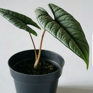 Alocasia Bisma