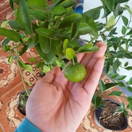 bibit jeruk limau