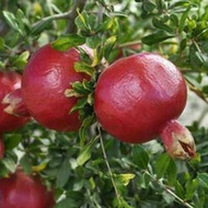 Bibit Jeruk Nagami Okulasi Pohon Jeruk Buah Jeruk Nagami