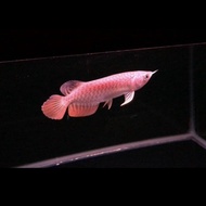 ikan Arwana Golden Red HB ( 10-12 ) cm