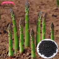 Asparagus Seeds / Vegetables Seeds