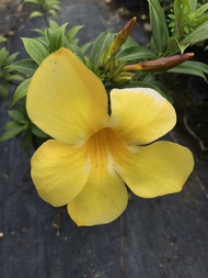 Berjaya Plant Nursery - Bunga Loceng Kuning/Allamanda(Pokok Bunga Hidup/Pokok Hiasan Luar Rumah/Real Live Outdoor Plant)