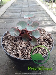 Tanaman Hias Begonia Red Carpet - Karpet Merah