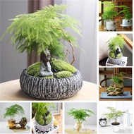 Seed in Malaysia 6pcs Asparagus Fern Seeds (Asparagus Setaceus) Mini Office Plants Clean The Air Small Bamboo Bonsai Setose Asparagus Plants Potted Plant Seeds