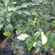 bibit jeruk dekopon