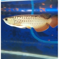 Ikan Arwana Golden Red - Arowana Golden Red RTG size 10cm MURAH