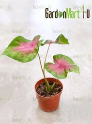  Caladium Bicolor Mix Indoor Live Plant Pokok Keladi Hiasan 彩叶芋