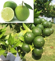 Berjaya Plant Nursery - Pokok Limau Nipis Jambak Hybrid(Pokok Buah Hidup/Buah-buahan/Real Live Fruit Tree)
