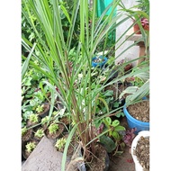 ♘๑Available live plants for sale (Citronella ship out with out leaves)