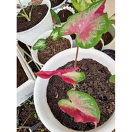 bonggo keladi cat tumpah 50pcs plant seed caladium seed