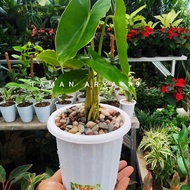 tanaman hias philodendron burle marx