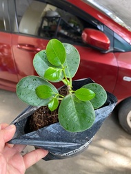 Ficus