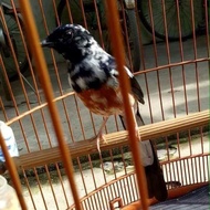 burung murai batu blorok