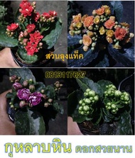 กุหลาบหิน กุหลาบ ไม้อวบน้ำ ต้นสวยงามพร้อมดอกในกระถาง3นิ้ว