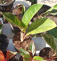 AGLONEMA BIGROY HIJAU. aglonema big roy hijau