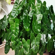 philodendron burle marx