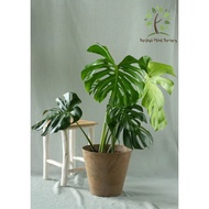 Berjaya Plant Nursery - Monstera(Pokok Bunga Hidup/Pokok Hiasan Dalam Rumah/Real Live Indoor Plant)