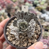 Kalanchoe rhombopilosa พายสวรรค์ ไม้อวบน้ำ กุหลาบหิน Cactus&Succulent