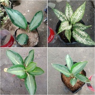 Aglaonema Varieties Green bowl Hybrid, Red Emerald and white peacock