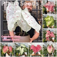 100PCS Rare Caladium Seeds for Planting (100 seeds/pack, Mixed Color, Easy To Grow) - Flower Seeds Malaysia Caladium Leaf Plant Bonsai Seed Potted Plants Indoor Outdoor Real Live Plant Garden Flower Plant Seed Gardening Deco Benih Pokok Bunga