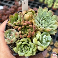 กุหลาบหินมิกซ์ #7ต้น ไม้อวบน้ำ กุหลาบหิน แคคตัส กระบองเพชร cactus&succulent
