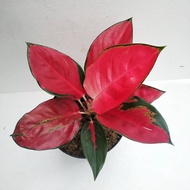 Aglonema Suksom Jaipong