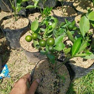 bibit jeruk santang madu Sudah Berbuah