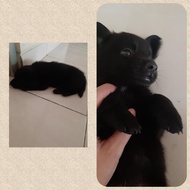anakan anjing jenis rootweiller mix golden