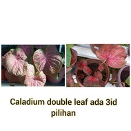 Caladium Double leaf (3pilihan Id)
