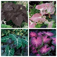 Malaysia Ready Stock 【COD】20 Pcs Mix Thailand Caladium Seeds of Perennial Flower Garden Potted Seeds easy to plant