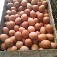 Telur Ayam 1 Peti ✓15Kg