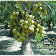 bibit kelapa kopyor super