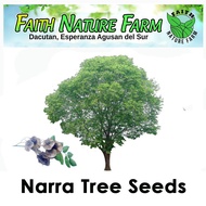 Narra Tree Seeds ( 7 seeds ) QUEO
