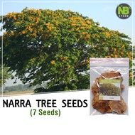 ◑■Narra Tree Seeds (7 seeds)