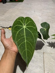 anthurium kuping gajah kalong