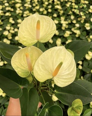 Berjaya Plant Nursery - Anthurium(Pokok Bunga Hidup/Pokok Hiasan Dalam Rumah/Real Live Indoor Plant)