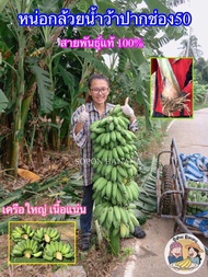 หน่อกล้วยน้ำว้าปากช่อง50 / ต้นกล้วยน้ำว้าปากช่อง 50 / สายพันธุ์ปากช่อง50 แท้ 100% ลำต้นสูง ให้ผลผลิตสูง เครือใหญ่ น้ำหนักเครือมากกว่า 30 กิโลกรัม ผลผลิตมากกว่า 10 หวี ไส้ผลสีเหลือง เนื้อแน่น อร่อยนุ่มลิ้น