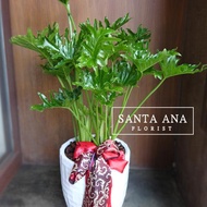 【Santa Ana】小天使蔓綠絨落地型盆栽(蔓綠絨組合盆栽)