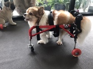 วีลแชร์สุนัข พิการขาหลัง ขนาดไซส์ S. สัตว์เลี้ยง รถเข็น wheelchair dog **ติดต่อร้านค้าก่อนสั่งซื้อ**โดยสัตวแพทย์